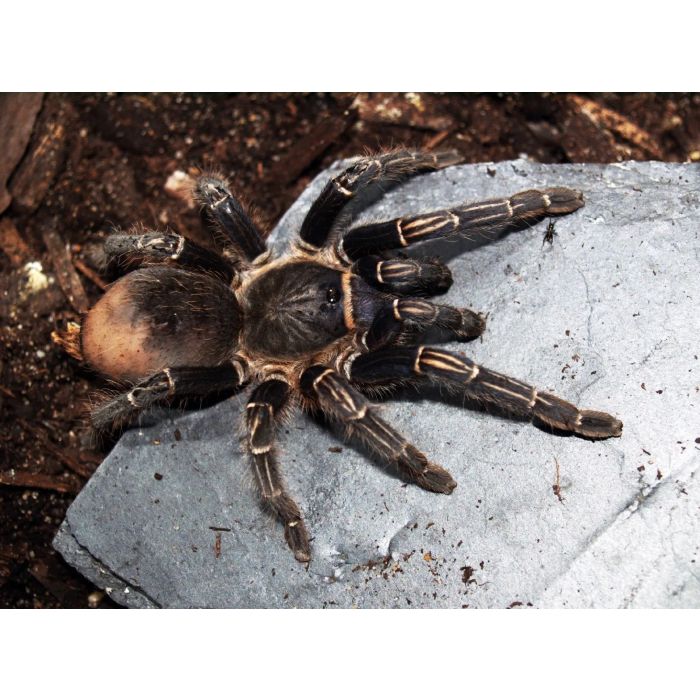 Aphonopelma seemanni