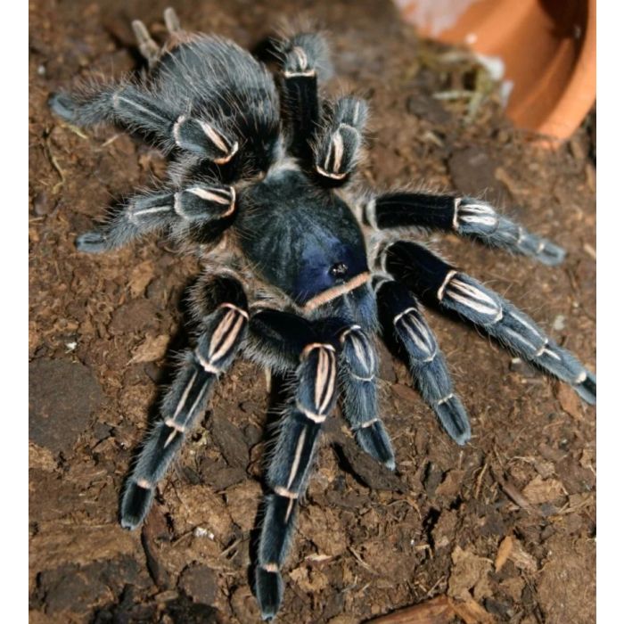 Aphonopelma seemanni XL