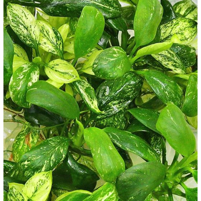 Aquaflora - Anubias barteri var. glabra "Variegata Mini"