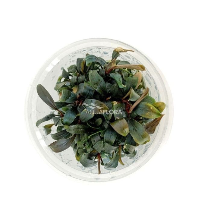 Aquaflora - Bucephalandra 'Brownie Purple' in Vitro