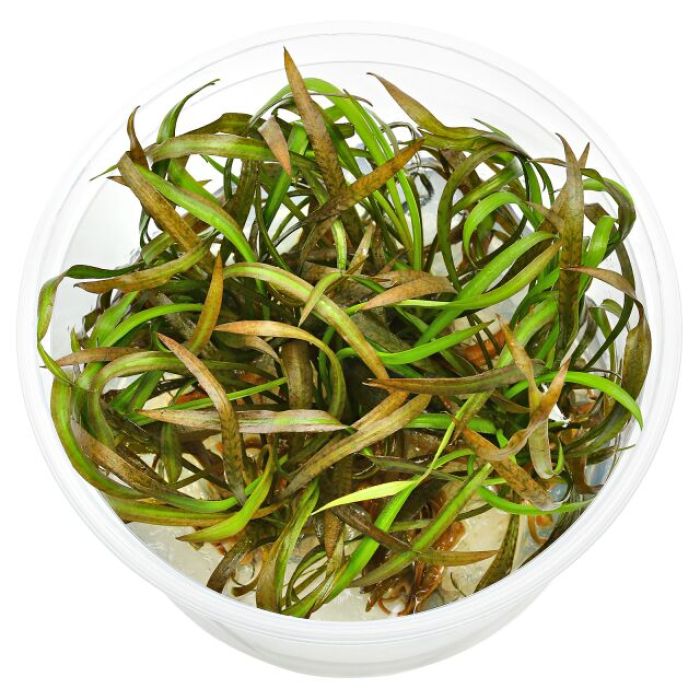 Aquaflora - Cryptocoryne spiralis "Tiger" in vitro