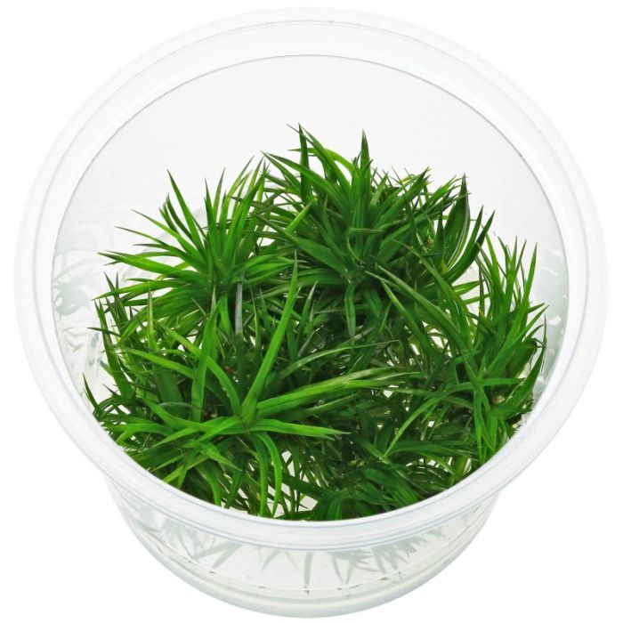 Aquaflora - Eriocaulon sp. 'Polaris' in vitro