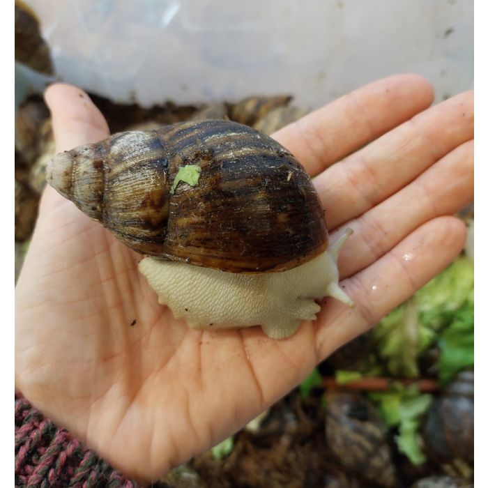 Archachatina marginata ovum Albina