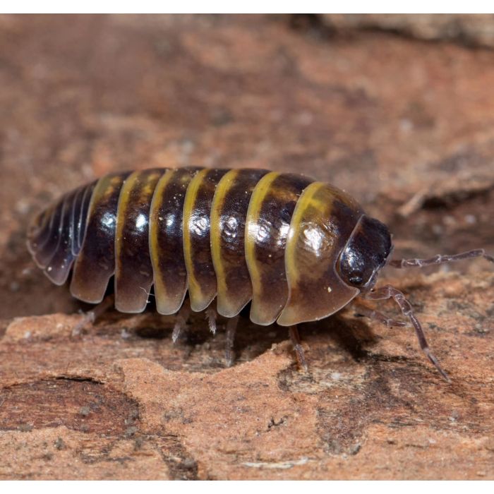 Armadillidium spec. “Casteldaccia” - 10 pezzi