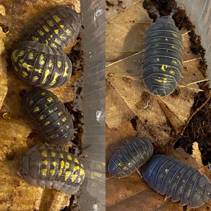 Armadillidium granulatum (Paxos)