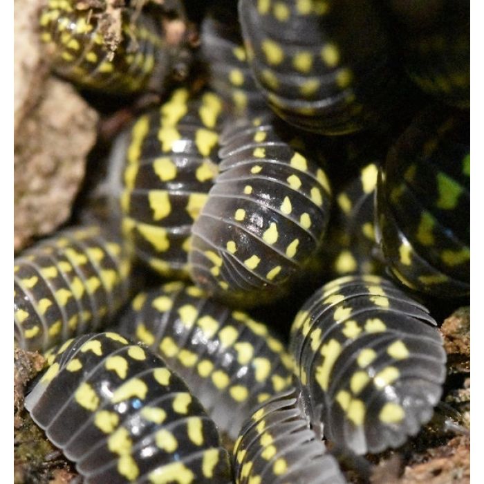 Armadillidium gestroi - 10 pezzi