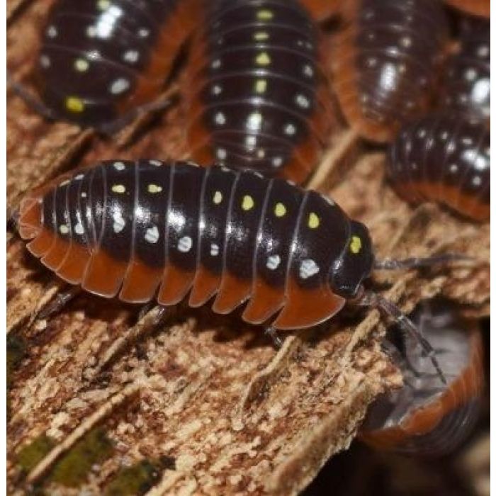 Armadillidium klugii "Montenegro" - Colonia starter