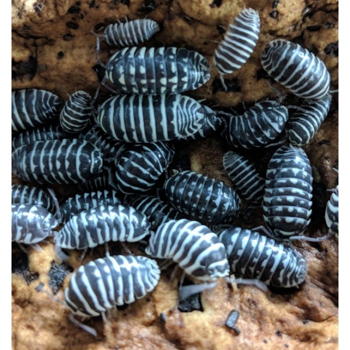 Armadillidium maculatum - Colonia starter