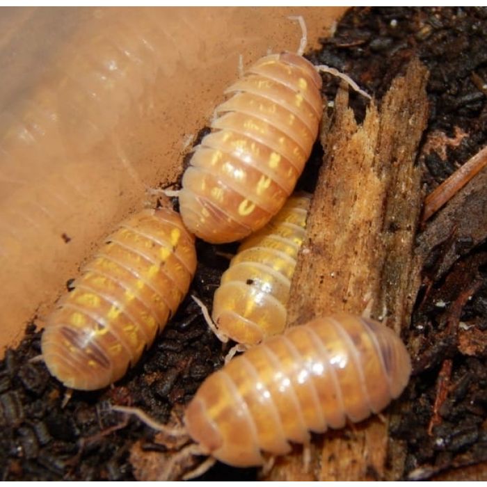 Armadillidium sp. Albino - Colonia starter