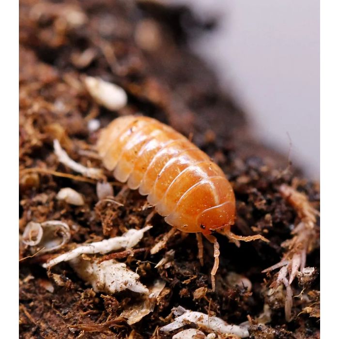 Armadillidium vulgare "tangerine" 10 pezzi