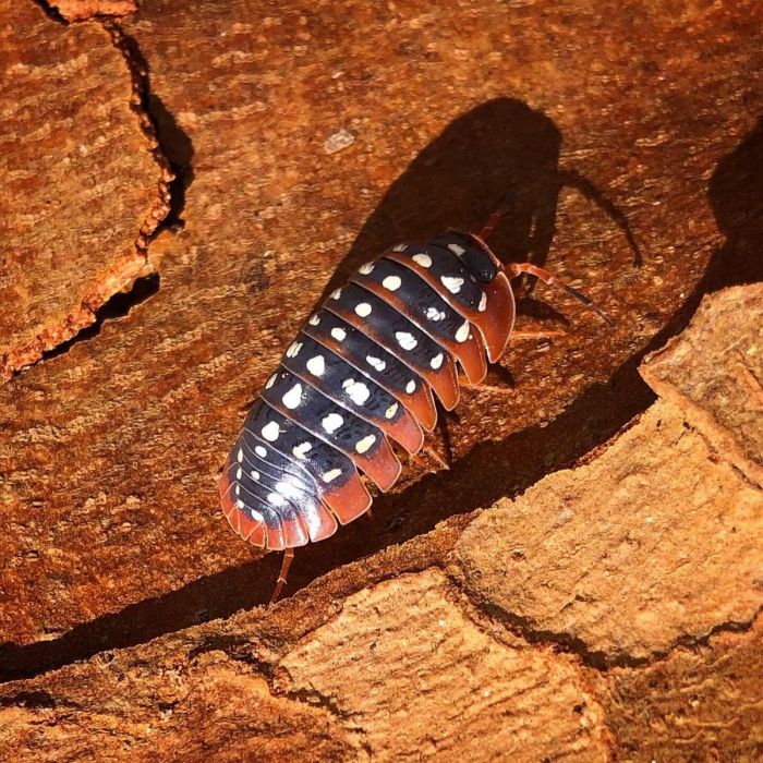 Armadillidium werneri - 10 pezzi