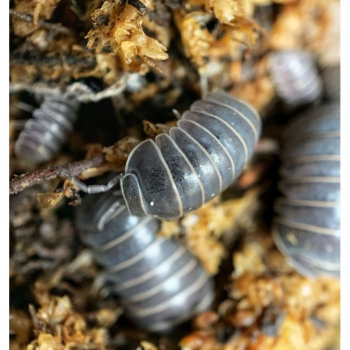 Armadillo officinalis (Francia)