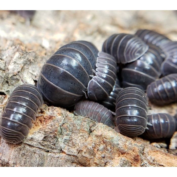 Armadillo officinalis (Spagna)