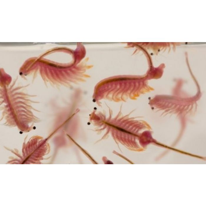 Artemia salina viva 90 ml - cibo vivo per pesci tropicali e marini