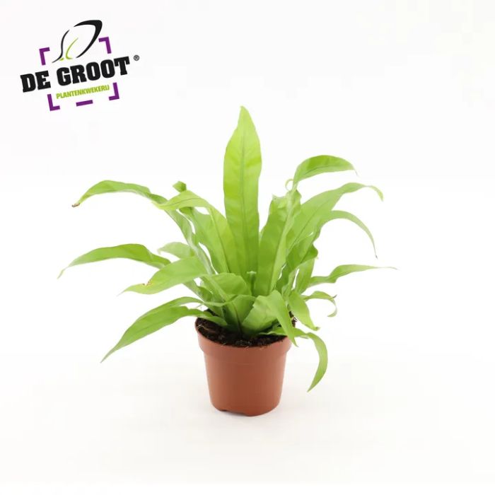 Asplenium Antiquum