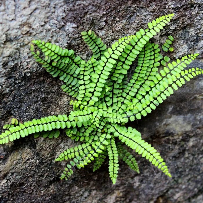 Asplenium trichomanes