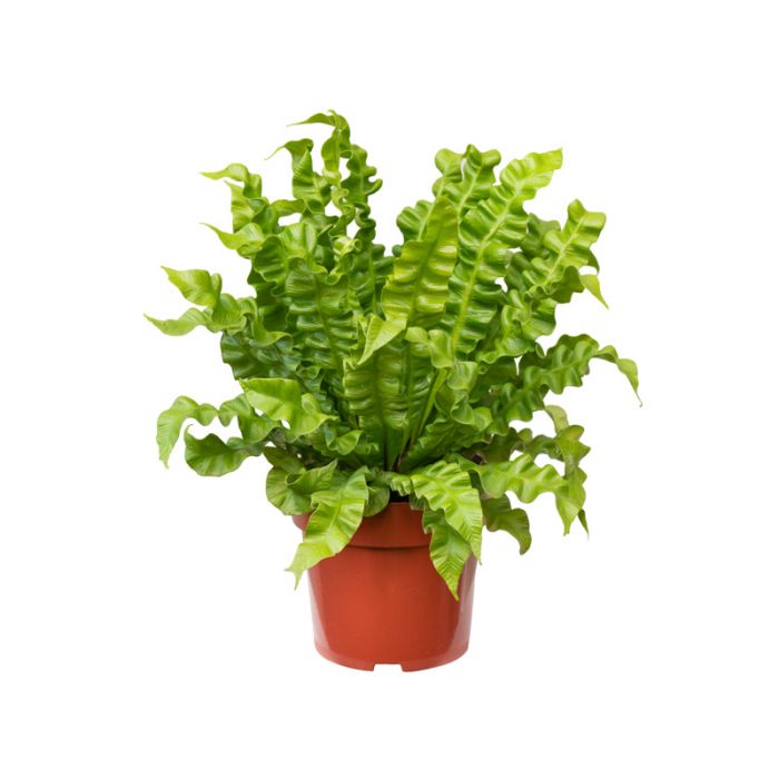 Asplenium Crispy wave