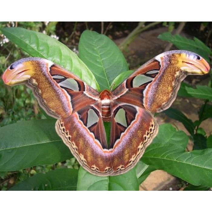 Attacus Atlas "Farfalla cobra" - 1 Pupa