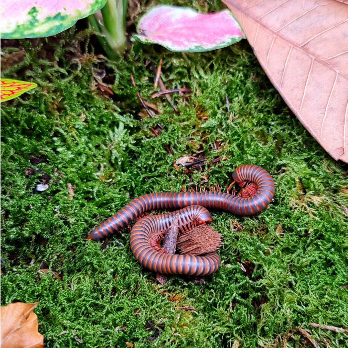 Atopochetus spinimargo