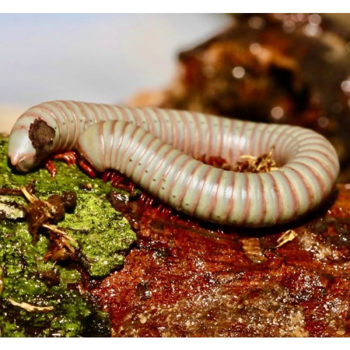 Atopochetus uncinatus