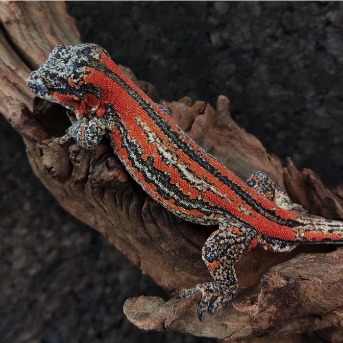 Rhacodactylus auriculatus