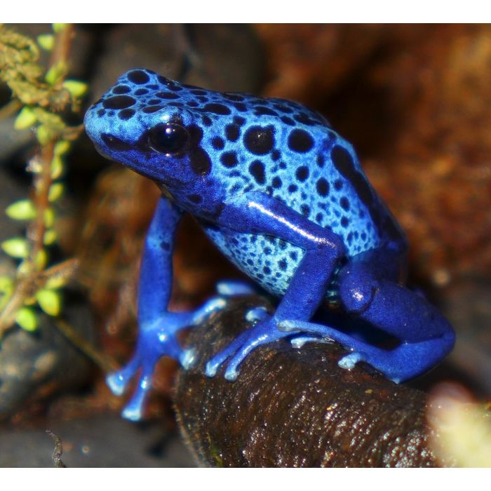 Dendrobates azureus