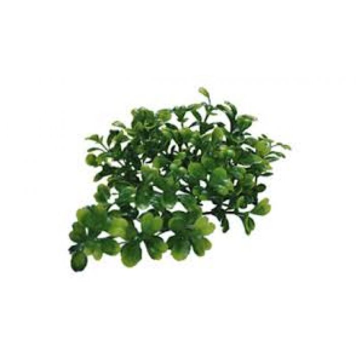 Turtle Plants, Bacopa 40cm