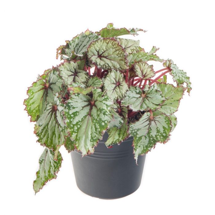 Begonia Rex Asian Tundra