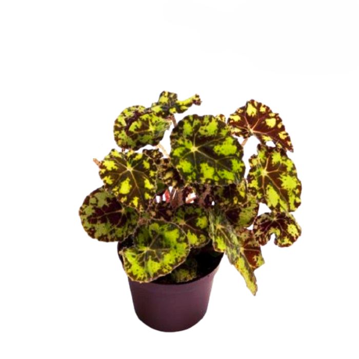 Begonia bowerae tiger