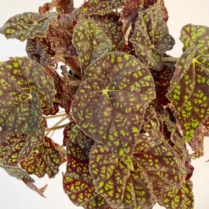 Begonia Green Fever