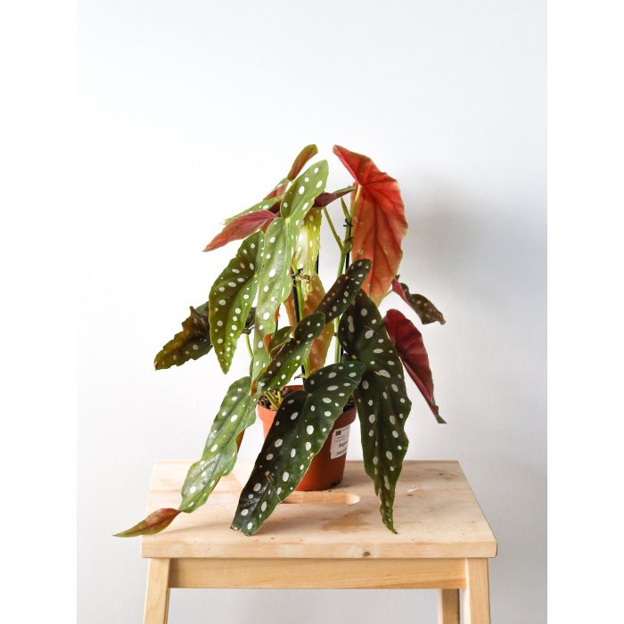 Begonia Maculata Wightii 40cm