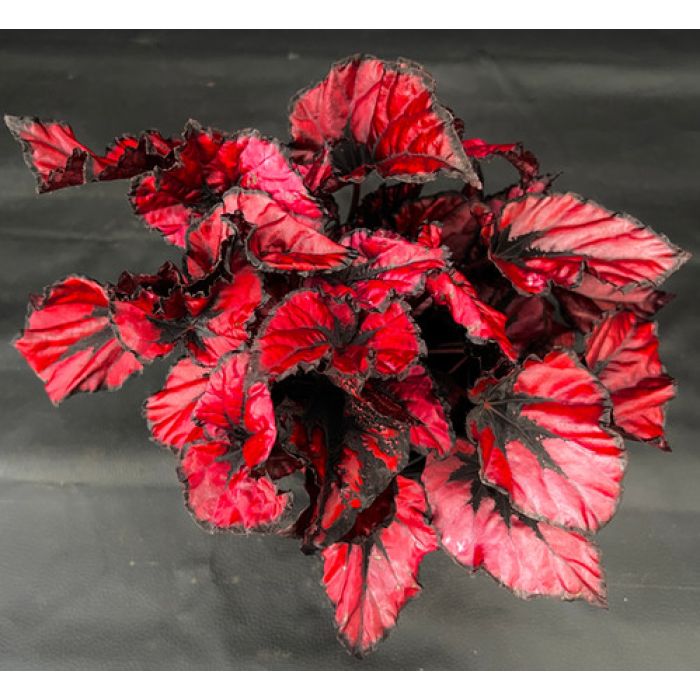Begonia rex "Kohala Red"