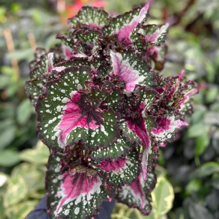 Begonia Purple Bush