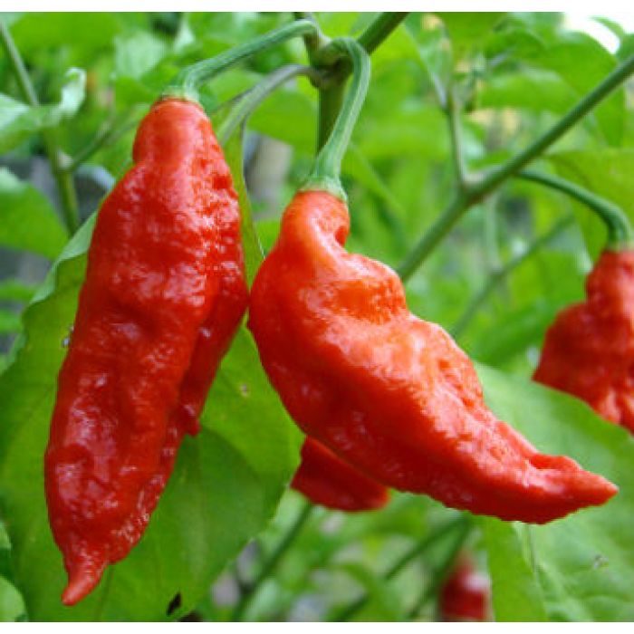 Pianta Di Peperoncino Bhut Jolokia