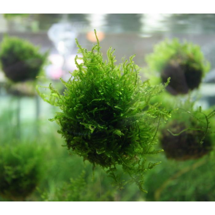 Biosphere Floating Ball