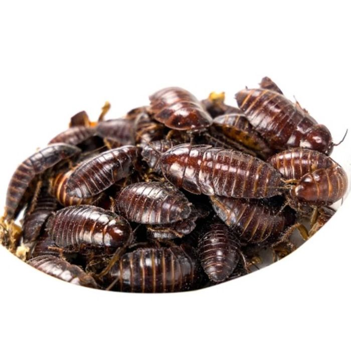 Dose di Orange Head Roaches