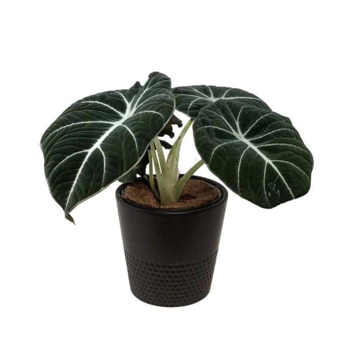 Alocasia Black Velvet