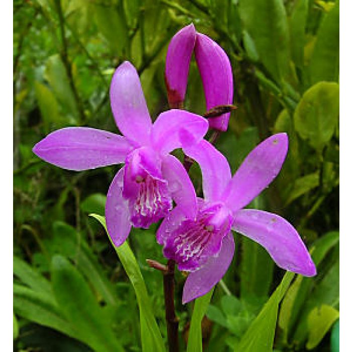 Bletilla Striata - Orchidea palustre