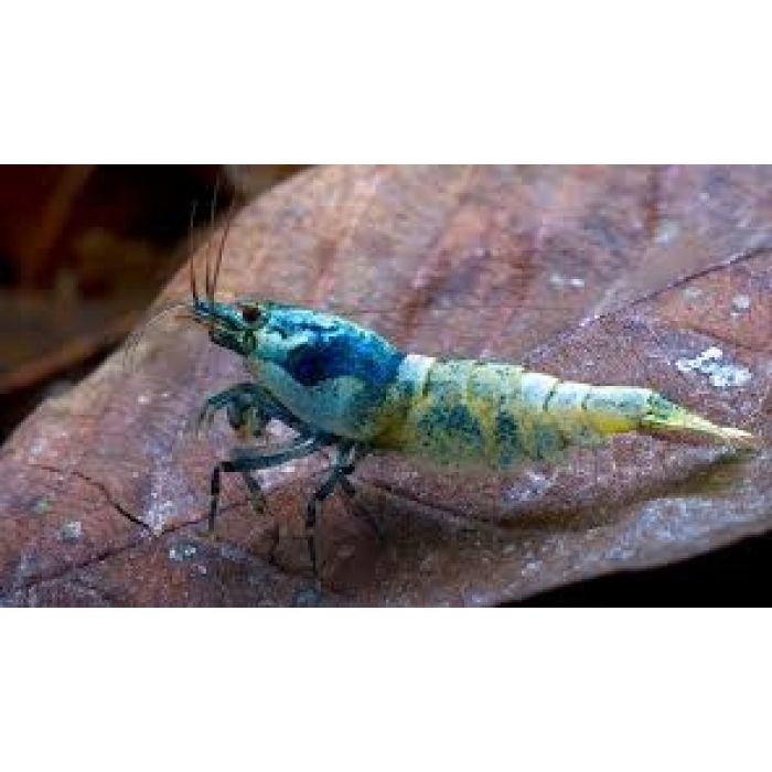 Caridina sp. Cantonensis var. Taiwan Bee Blue Bolt -1 esemplare