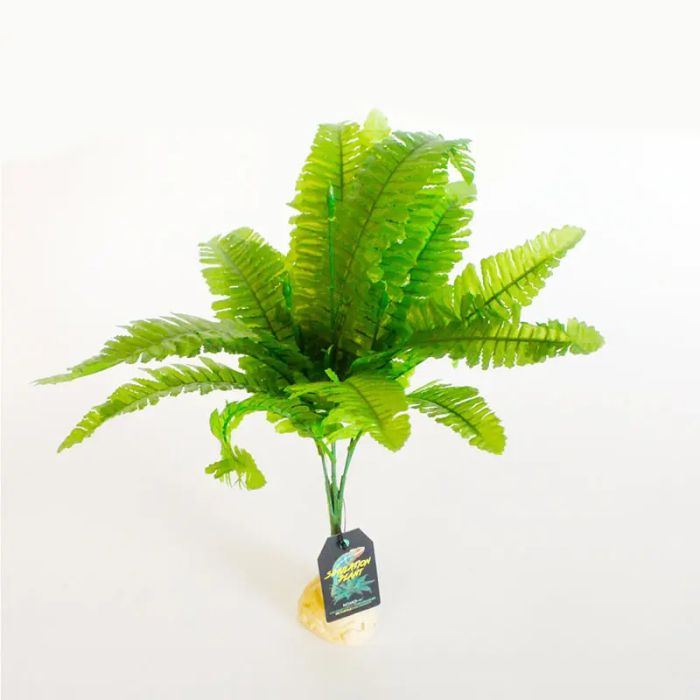 Boston Fern 45cm