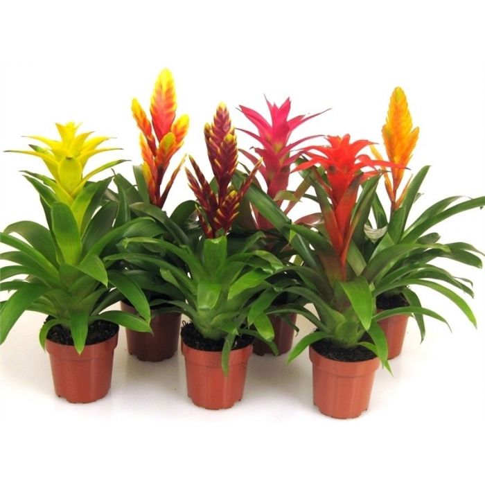 Bromelia Mix