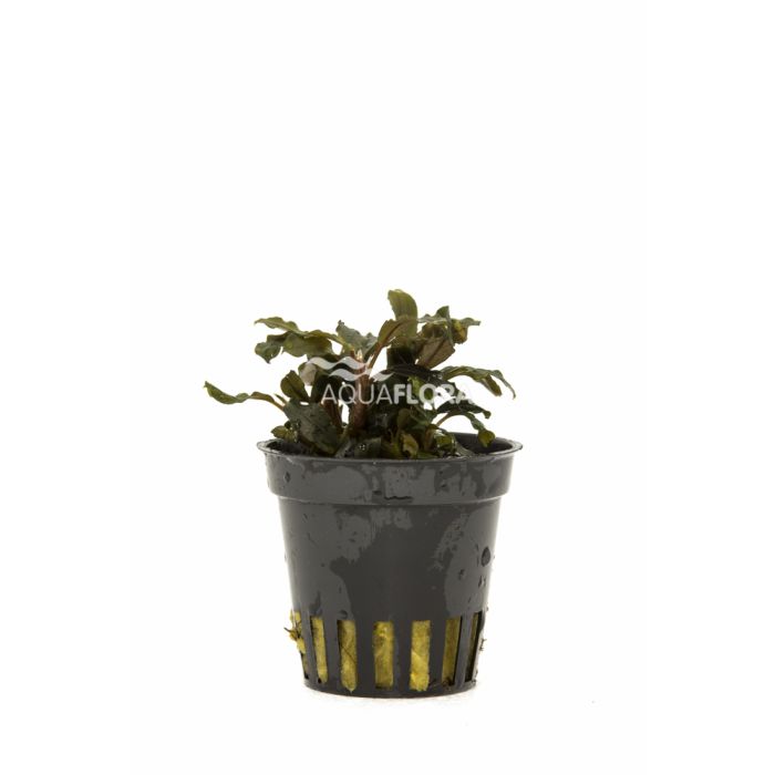Aquaflora - Bucephalandra "Deep Purple"