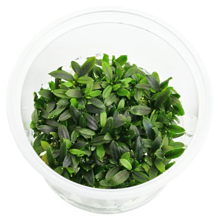 Bucephalandra sp. 'Maia' - In vitro