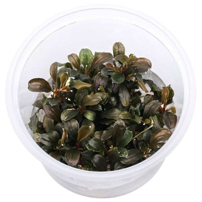 Aquaflora - Bucephalandra sp. "Theia Red" in vitro