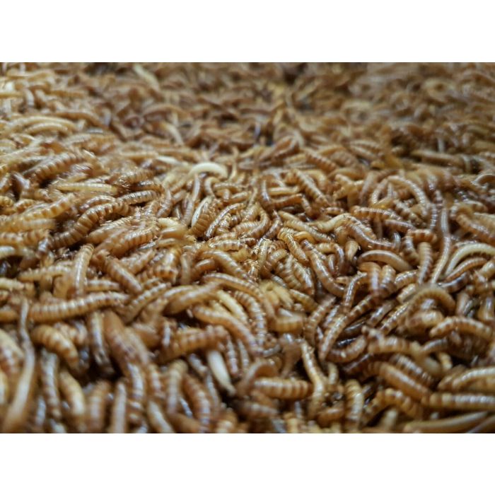 1 Litro Buffalo Worms