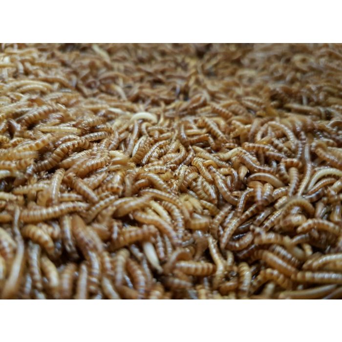 1/2 Litro Buffalo worms