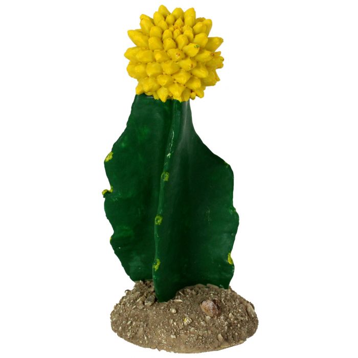 Golden Gilia Cactus