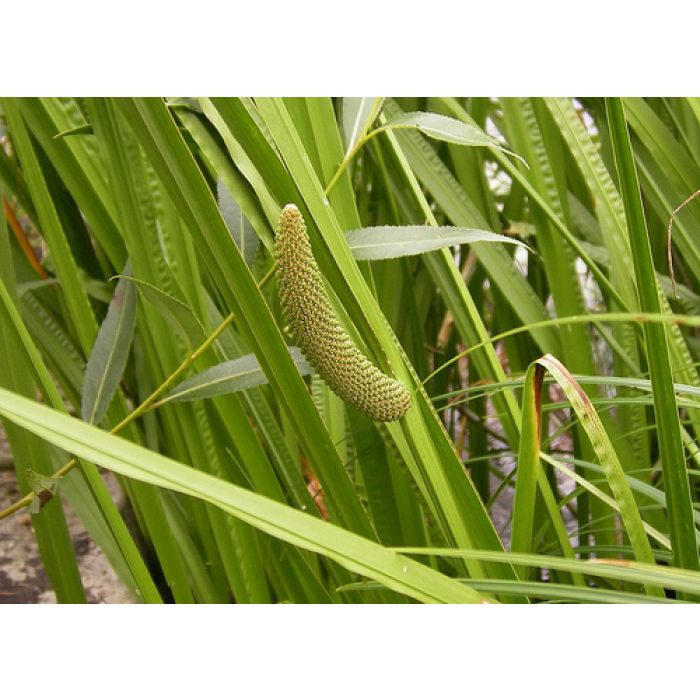 Acorus Calamus