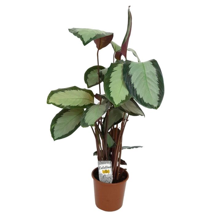 Calathea Argentea 90cm
