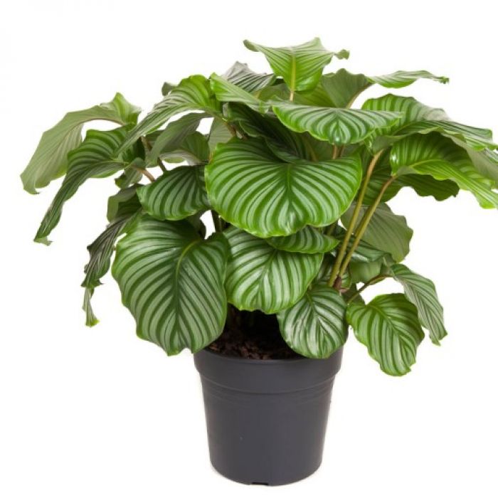 Calathea orbifolia 50cm